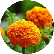 正在流通的叶黄素品牌