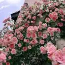 红旗速运-小陈陈