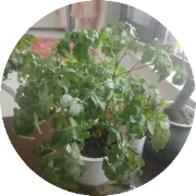 去新疆方向氧化铝吨包，石油焦，煅后焦