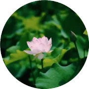 风随着意思吹