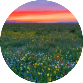 芳景增辉