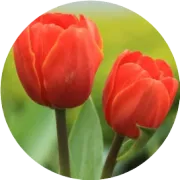 同质透心卷材塑胶地板幼儿园卷材地板