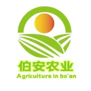 冬贮大白菜，秋收后这样管理