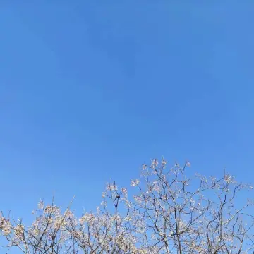 作者头像