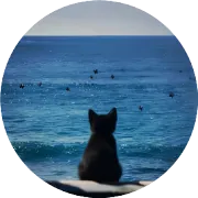 TEMU图片防侵权指南：3步教你安全“避坑”