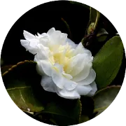 橋洞下的悲愴詩人——胡惠溥先生辭世十年祭