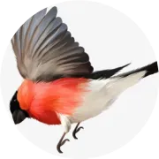 为什么中国妈妈喜欢爱他美奶粉