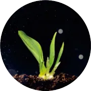 黄精皂苷——或将成为治疗高血糖的新物质