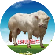 第四届银川国际奶业展会2022年7月7-9号，比利时蓝牛展位D-11