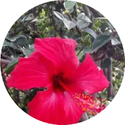 全面解读沛泉菁华的功效：内服外用总相宜！