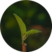 聚焦数据创建：GxP电子数据完整性风险及应对策略