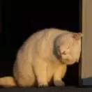 FDA是什么？及如何完成认证