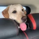 乐哥有点懂