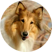 刷单丢失自然位？变体评论将不再共享？