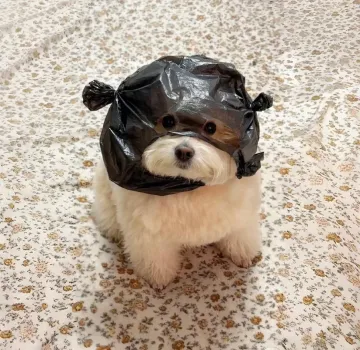 Alisa的外贸笔记