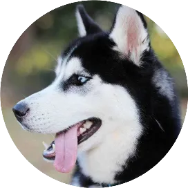 迷你哈士奇游戏测评