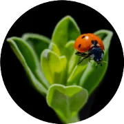 从资源昆虫研究到昆虫农业模式