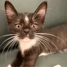 低调的移动互联网出海之王——「茄子快传」成长简史