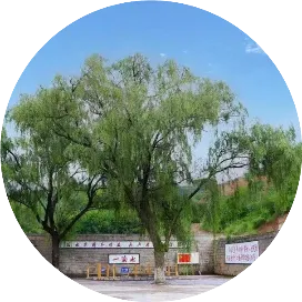 凤展白桑