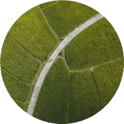 智能设计育种的变革与未来