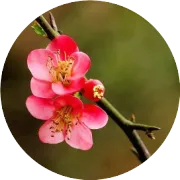 十月，相思红叶......