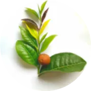 【FC】基于碳量子点的比色传感器阵列和计算机视觉的安化黑茶智能存储年份识别