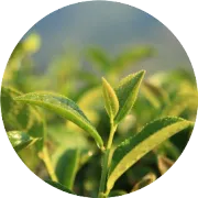 茶的味道，即生活的味道！