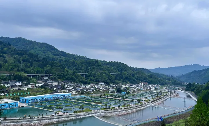 国产鱼子酱出圈，持续三年销售翻番，芙思塔李军：中国鱼子酱品牌如何引领全球市场？