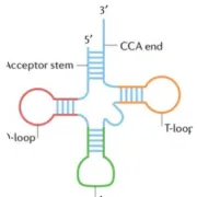 Nature | 纪念斯隆凯特琳癌症中心团队揭示：持续性全基因组加倍重塑卵巢癌可进化性和免疫性