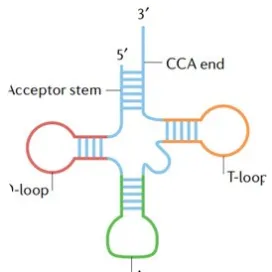 Transfer Ribonucleic Acid