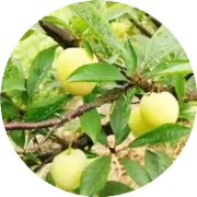 青种枇杷白玉枇杷谁是王？且看分解