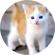 四强旗舰机横评｜OPPO Find X9、vivo X300、小米 17 Pro、iPhone 17 Pro，一周真体验