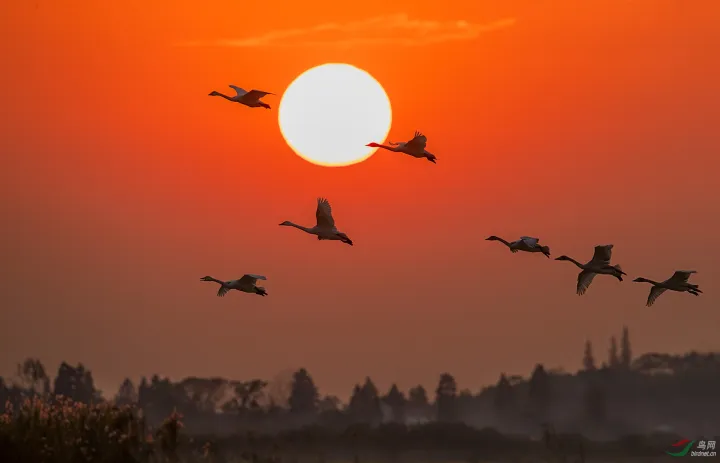 跨境电商中报点评｜老牌大卖的斜阳与荣光