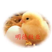 高温持续！是时候给鸡加点......