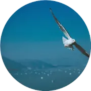 06. 集市上的鬼魂——(从福特黑车到果汁同质化：过剩经济时代的7秒营销自检法)附1：品类策略是什么？5分钟通俗讲明白