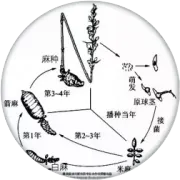 彝良县2026年首届天麻产业大会在小草坝召开 金融活水助推产业高质量发展