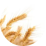 人间四月好春光，就藏在这杯春茶里
