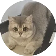 这个冬天，我的AI分身比我更懂怎么在海外活下去。