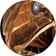 我们陶醉于雷霆的悲剧！