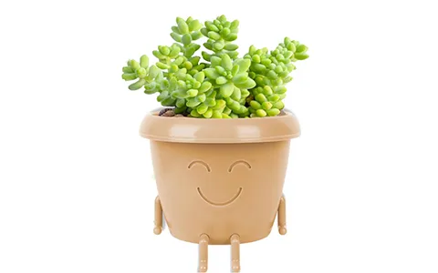 跨境侵权预警——趣味坐式花盆，美国外观专利侵权！