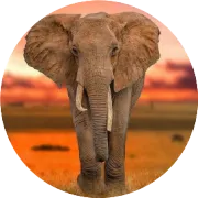 顶风作案，某某等人在罗安达被捕