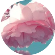 静待花开