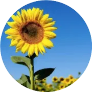 四川省2025年高考综合改革适应性演练成绩分段统计表（历史类）