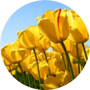 志高空调2017年冷年画册