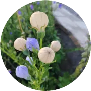 先导智能：2025半年报分析