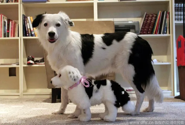 火爆海外的“克隆爱宠”让宠物不再孤单